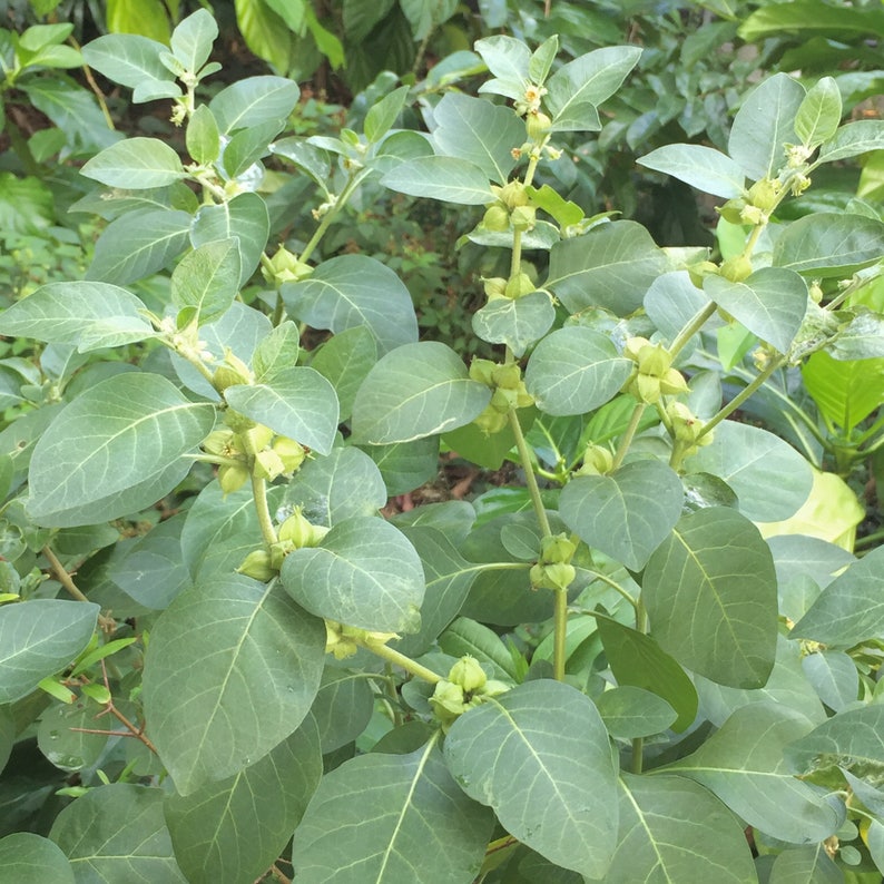 May include: A close-up of a green leafy plant with small, light green seed pods. The plant has a natural, wild appearance.