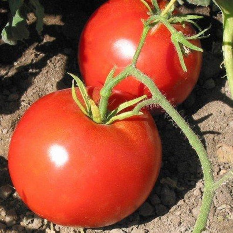 Boxcar Willie Tomato Seeds Packet of 10 Seeds Palm Beach Etsy
