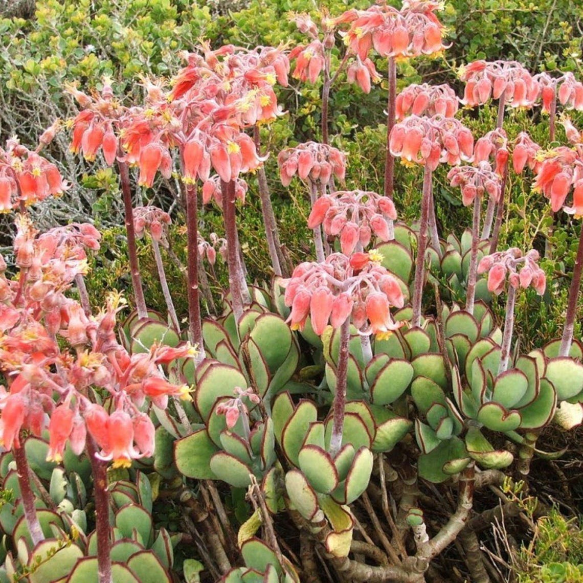 Pig's Ears Seeds cotyledon Orbiculata 10seeds in Etsy
