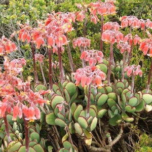 Pig&#39;s Ears Seeds (Cotyledon orbiculata) Packet of 10 Seeds - Palm Beach Seed Company
