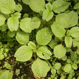 Pigweed Seeds (Amaranthus retroflexus) Packet of 40 Seeds - Palm Beach Seed Company 