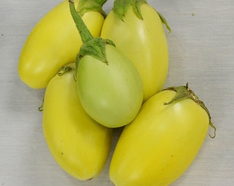 Green Apple Eggplant Seeds - Packet of 5 Seeds - Palm Beach Seed Company