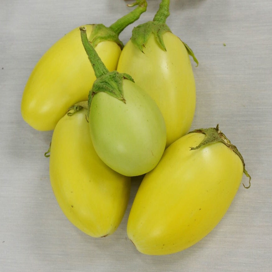 Green Apple Auberginensamen - Paket mit 5 Samen - Palm Beach Seed Company