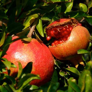 Pomegranate Seeds (Punica granatum) 10+ Seeds in Frozen Seed Capsules™ for Seed Saving or Planting Now 