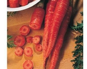 Nutri-Red Carrot Seeds (Daucus carota VAR. sativus) Packet of 100 Seeds - Palm Beach Seed Company 