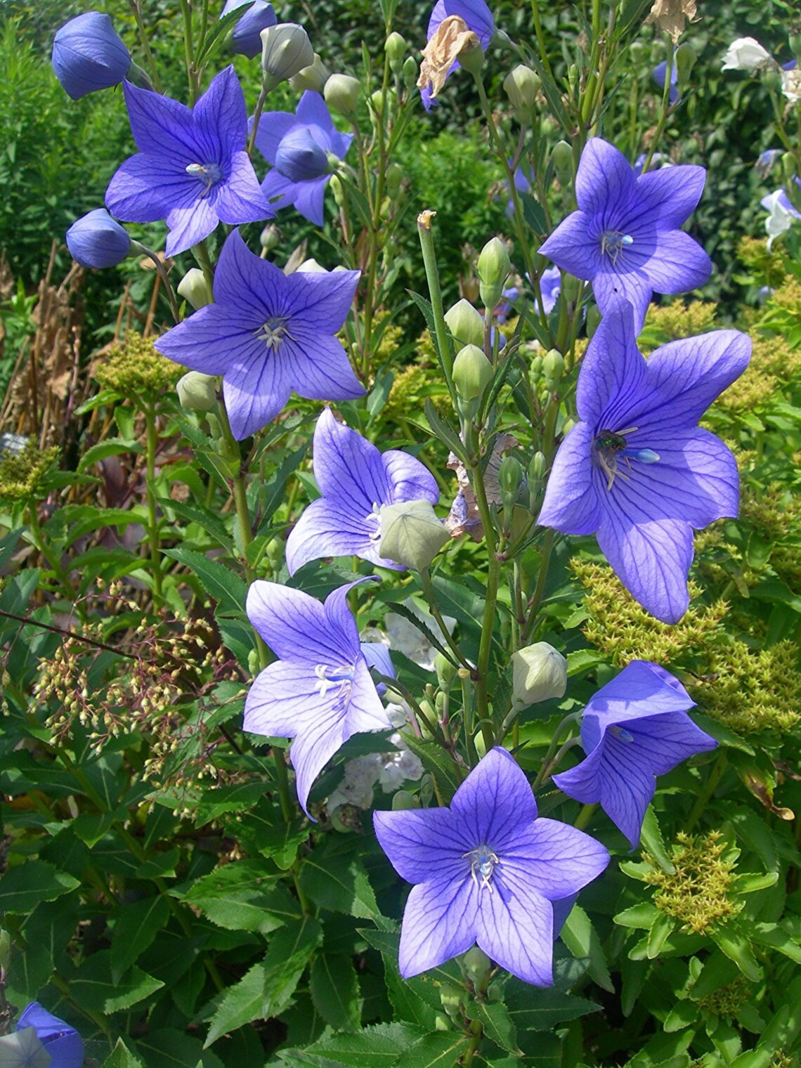 Balloon Flower Seeds platycodon Grandiflorus Packet of 40 Etsy