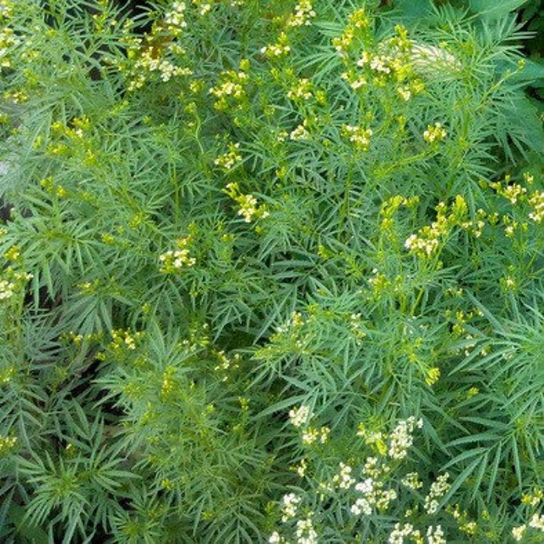 Menta Preta Peruana - Huacatay - Tagetes Minuta - Erva Culinaria E - 2