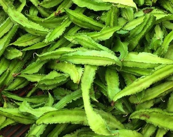 Asian Winged Bean Seeds (Psophocarpus tetragonolobus) Packet of 10 Seeds - Palm Beach Seed Company