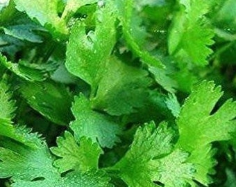 Cilantro Seeds (Coriandrum sativum) Packet of 20 Seeds - Palm Beach Seed Company