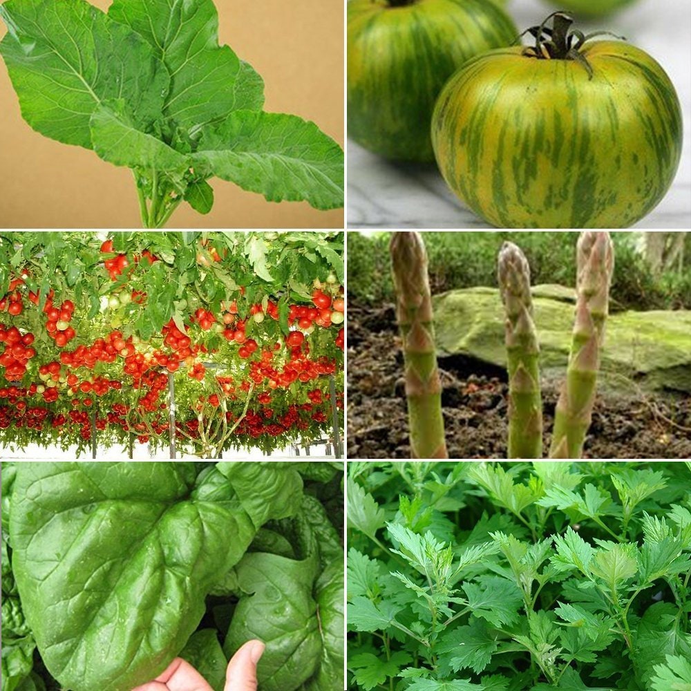 Graines de légumes de légumes - Assortiment de légumes oubliés - 6 variétés  - Env.