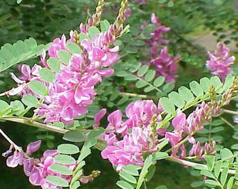 True Indigo Seeds (Indigofera tinctoria) Packet of 30 Seeds - Palm Beach Seed Company 