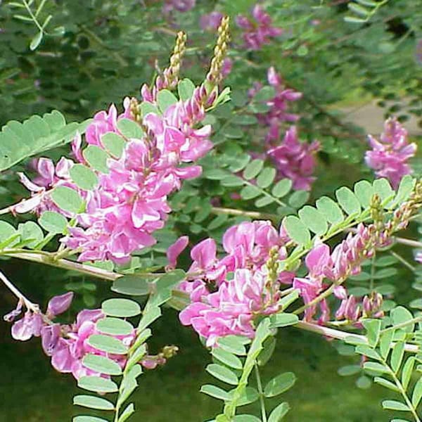 True Indigo Seeds (Indigofera tinctoria) Packet of 30 Seeds - Palm Beach Seed Company 