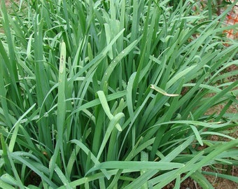 Garlic Chinese Chives Seeds (Allium tuberosum) 30+ Seeds in Frozen Seed Capsules™ for Seed Saving or Planting Now