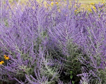 Russian Sage Seeds (Perovskia atriplicifolia) Packet of 10 Seeds - Palm Beach Seed Company 