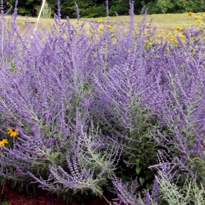 Russian Sage Seeds Perovskia atriplicifolia Packet of 10 Seeds Palm Beach Seed Company image 1