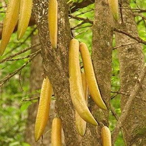 Guajilote Seeds (Parmentiera edulis) 15+ Seeds in Frozen Seed Capsules™ for Seed Saving or Planting Now