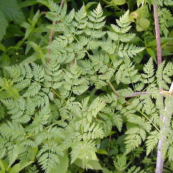 Poison Hemlock Seeds (Conium maculatum) 30+ Seeds in Frozen Seed Capsules™ for Seed Saving or Planting Now 