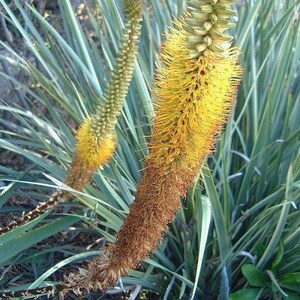 Bottle Brush Aloe Seeds Aloe spicata Packet of 10 Seeds Palm Beach Seed Company image 2