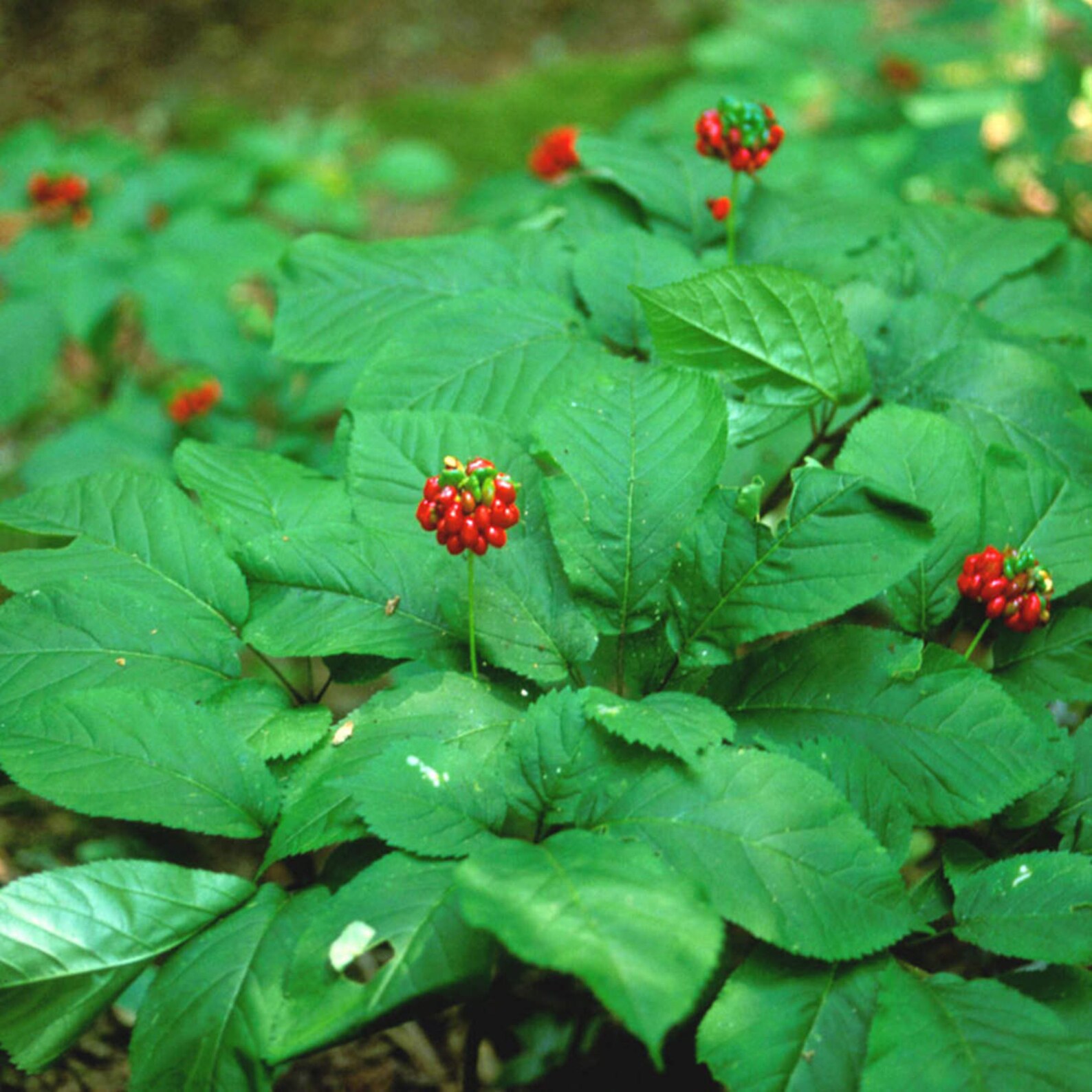 American Ginseng Seeds panax Quinquefolius 5 Seeds in Etsy