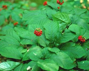 American Ginseng Seeds (Panax quinquefolius) Packet of 5 Seeds - Palm Beach Seed Company