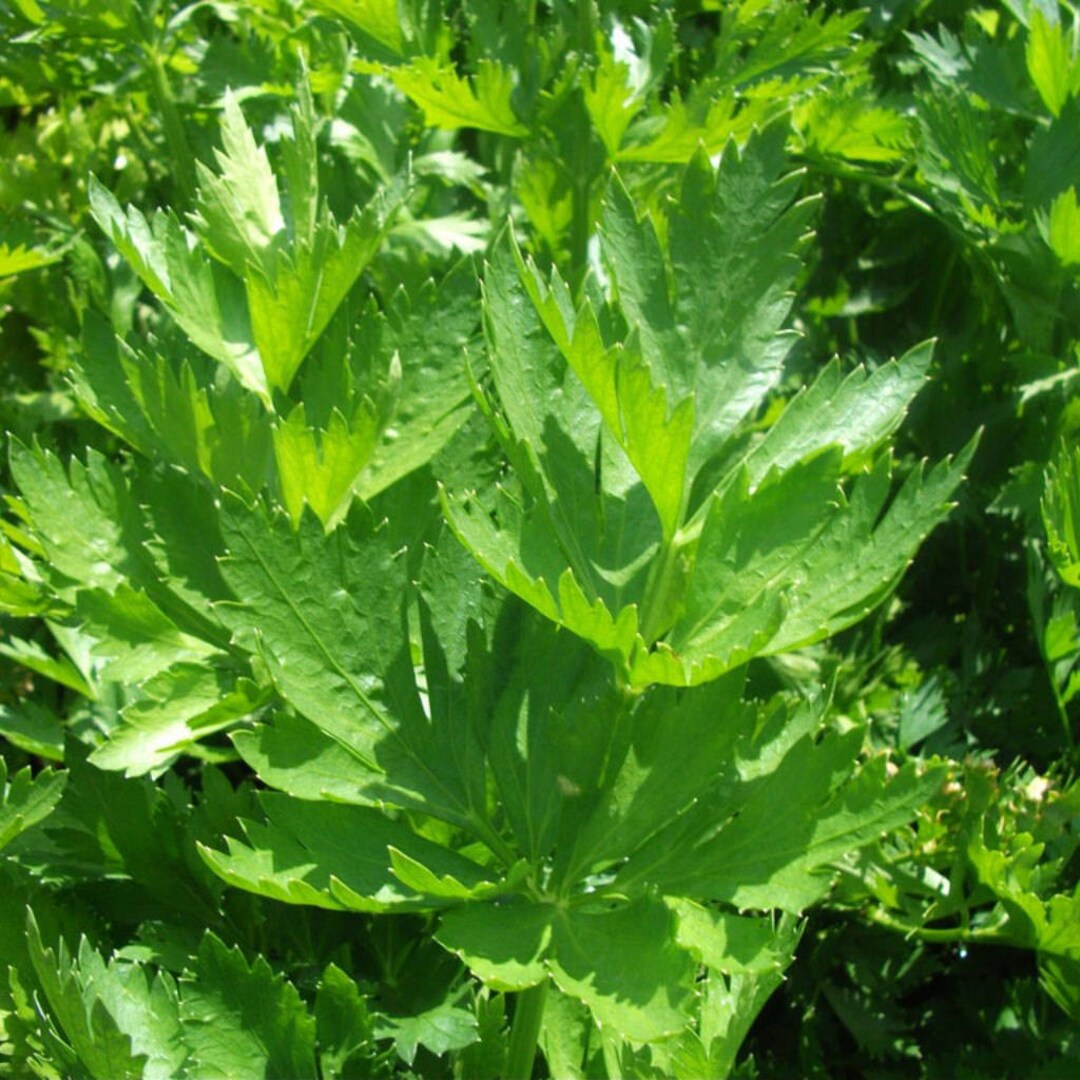 Amsterdam Celery Seeds apium Graveolens Secalinum Packet of 20 Seeds