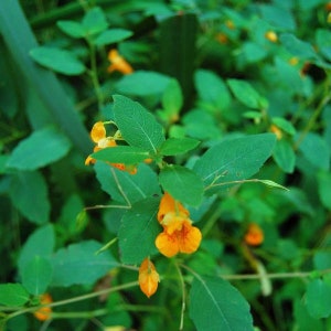 Orange Jewelweed Seeds (Impatiens capensis) 10+ Seeds in Frozen Seed Capsules™ for Seed Saving or Planting Now 