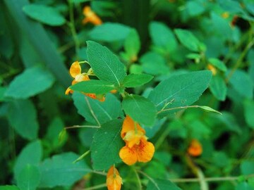 Orange Jewelweed Seeds (Impatiens capensis) 10+ Seeds in Frozen Seed Capsules™ for Seed Saving or Planting Now 