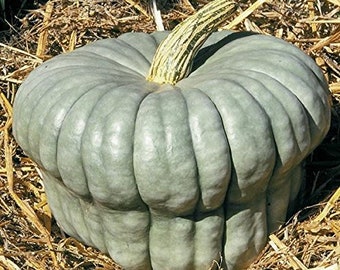May include: A large, blue, ribbed pumpkin with a green stem. The pumpkin is sitting on a bed of straw.