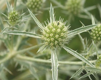 Seaholly Eryngo Seeds (Eryngium campestre) 20+ Seeds in Frozen Seed Capsules™ for Seed Saving or Planting Now 