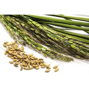 Duborskian Rice Seeds - Packet of 30 Seeds - Palm Beach Seed Company