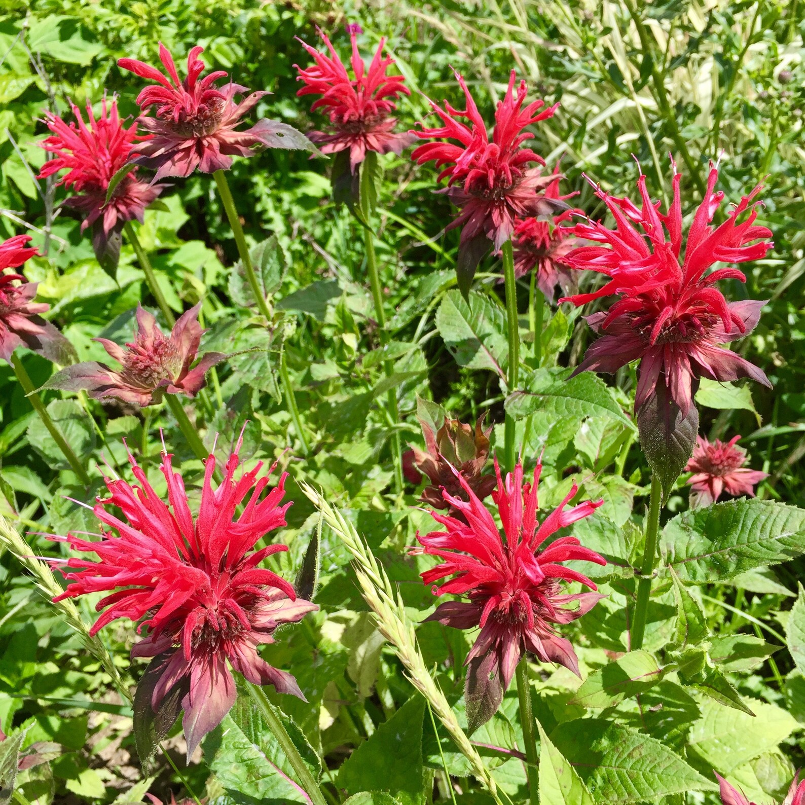 Scarlet Bee Balm Bergamot Seeds (monarda Didyma) Packet of 30 seeds ...