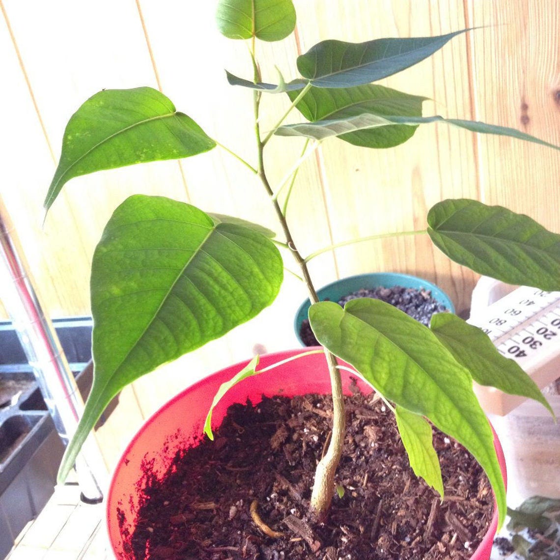 Bo-tree Seeds (ficus Religiosa) 100+ Seeds in Frozen Seed Capsules™ for ...