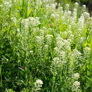 Field Pennycress (Thlaspi arvense) Packet of 40 Seeds - Palm Beach Seed Company 