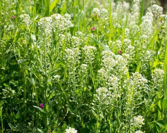 Field Pennycress (Thlaspi arvense) Packet of 40 Seeds - Palm Beach Seed Company 