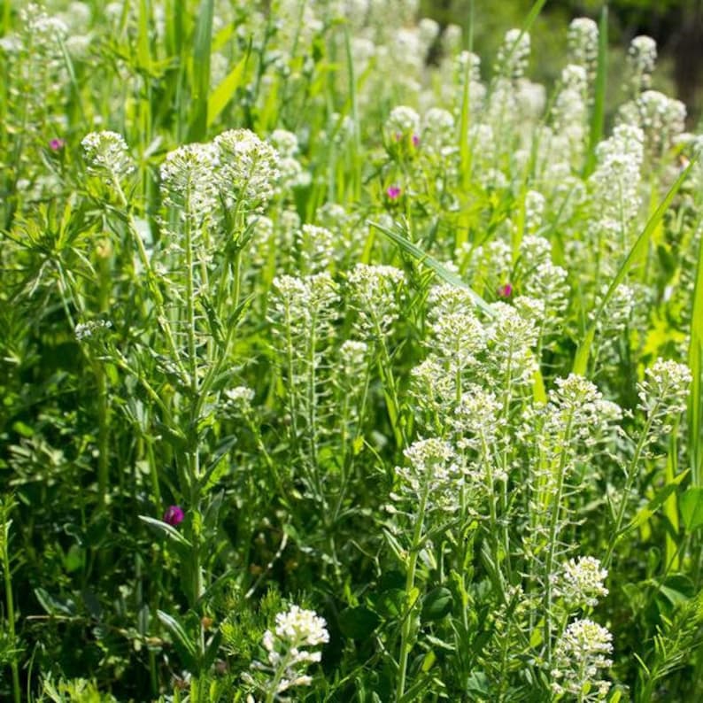 Field Pennycress Thlaspi arvense Packet of 40 Seeds Palm Etsy