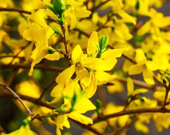 Forsythia Seeds (Forsythia suspensa) Packet of 20+ Seeds - Palm Beach Seed Company