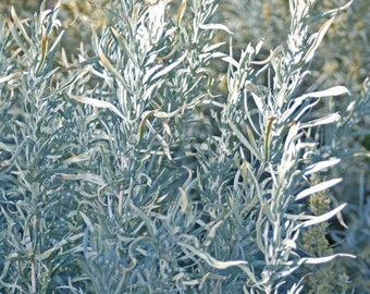 Silver Sagebrush Seeds (Artemisia cana) 40+ Seeds in Frozen Seed Capsules™ for Seed Saving or Planting Now 