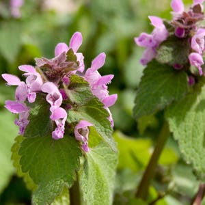 Purple Dead-Nettle Seeds (Lamium purpureum) Packet of 50 Seeds - Palm Beach Seed Company 