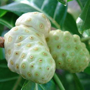 Semillas de Noni Tree Morinda Citrifolia Paquete de 10 Semillas Palm Beach Seed Company imagen 1