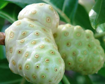 Noni Tree Seeds (Morinda Citrifolia) Packet of 10 Seeds - Palm Beach Seed Company 