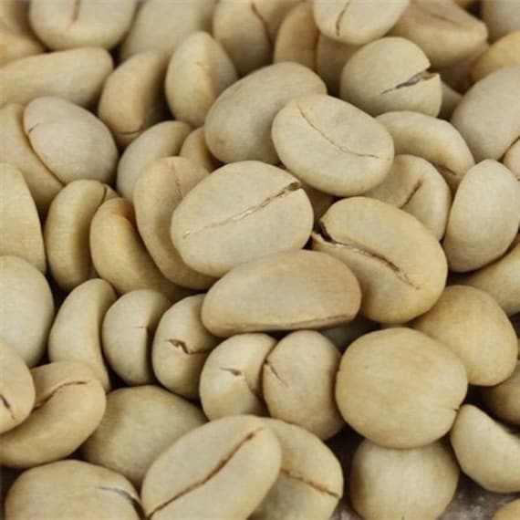 Dwarf Coffee Plant Seeds (Coffea arabica nana) 5+ Seeds in Frozen Seed Capsules™ for Seed Saving or Planting Now