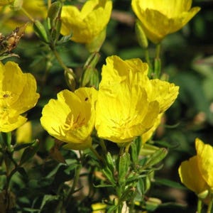 Evening Primrose Seeds (Oenothera biensis) Packet of 50 Seeds - Palm Beach Seed Company