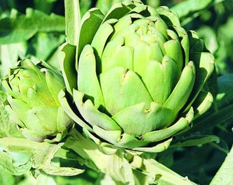 Green Globe Artichoke Seeds (Cynara scolymus) Packet of 25 Seeds - Palm Beach Seed Company