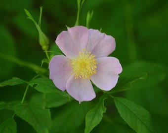 Swamp Rose Seeds (Rosa palustris) -Packet of 10 Seeds - Palm Beach Seed Company