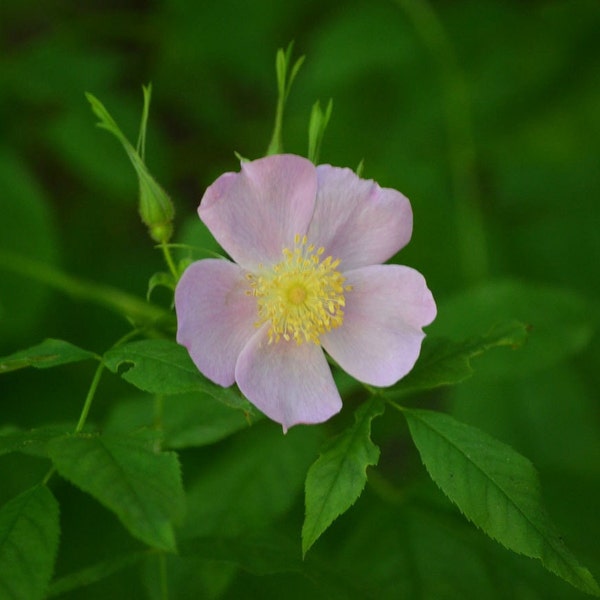 Swamp Rose Seeds (Rosa palustris) -Packet of 10 Seeds - Palm Beach Seed Company