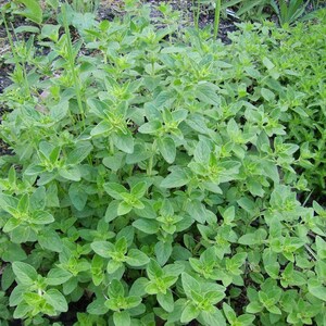 Greek Oregano Seeds (Origanum heracleoticum) Packet of 20 Seeds - Palm Beach Seed Company