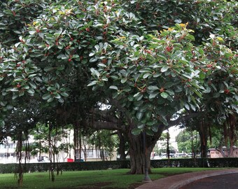 Indian Banyan Seeds (Ficus benghalensis) Packet of 10 Seeds - Palm Beach Seed Company
