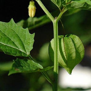 35x Ananaskirsch SunFruit Samen – Physalis Pruinosa Zum Selbstanbau