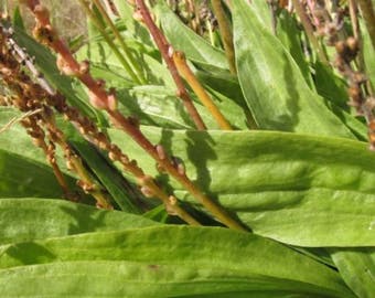 Saline Plantain Seeds (Plantago eriopoda) Packet of 20 Seeds - Palm Beach Seed Company