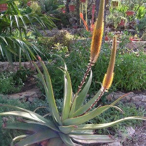 Bottle Brush Aloe Seeds Aloe spicata Packet of 10 Seeds Palm Beach Seed Company image 3